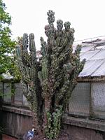 Cactus - Cereus Repandus f. Monstruosus (fam Cactecees) (Venezuela) (2) (Photo F. Mrugala)